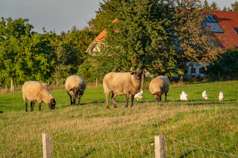 Gemeinde Bayerbach Landkreis Passau Schafe und Hühner (Dirschl Johann) Deutschland PA